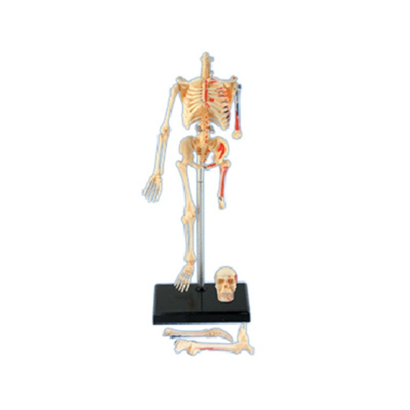 4D Master Human Skeleton Anato - đánh giá và giá Medical Lab And Science